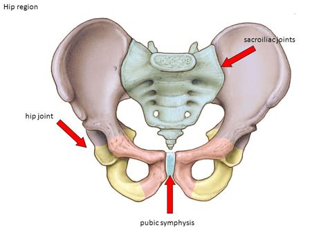Symphysis Pubis Dysfunction — Blog — Zion Physical Therapy