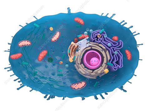 Illustration Of A Human Cell Cross Section Stock Image F0235111