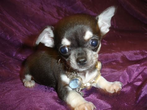 Micro Teacup Black Tan Tricolour Chihuahua Puppy