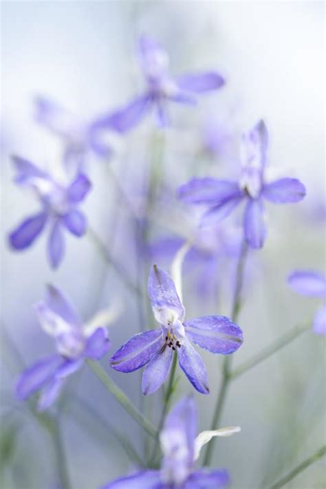 Consolida Regalis Cloud Series Blue Cloud Seeds £215 From