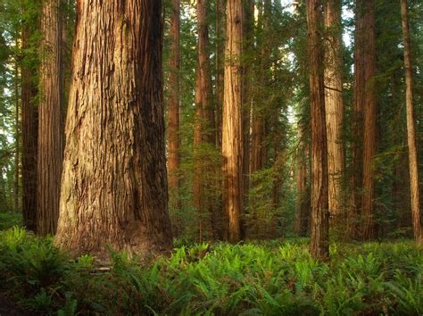 5 Amazing Hd Wallpapers Of Redwood Forests To Calm Your