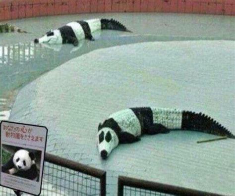 Cursedpanda Cursedimages