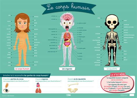 Illustration Médical Et Scientifique Pédagogique