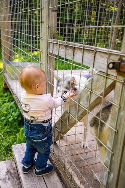 Premium Photo Child Playing With Husky Dog Puppies In Finland In