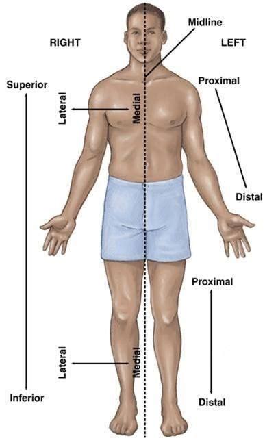 Anatomical Directions And Positions