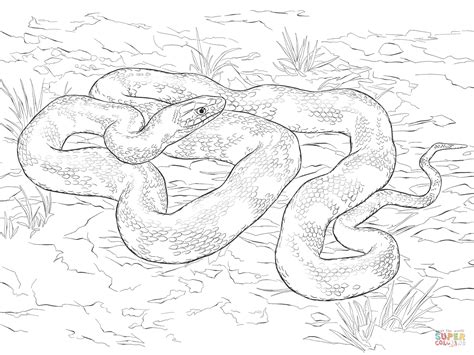 » coloring pages » cute animal » snake. Black Rat Snake coloring page | Free Printable Coloring Pages
