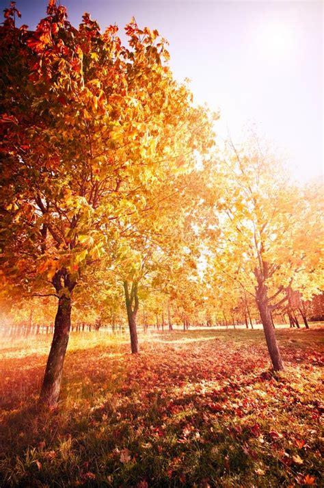Autumn Fall Landscape Sun Shining Through Red Leaves Stock Image