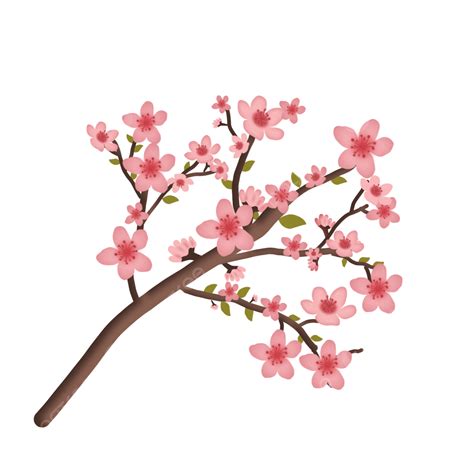 Pink Cherry Blossoms Png Image Beautiful Pink Cherry Blossom Flower