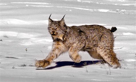 Lynx Caught On Video Walking Across Colorado Ski Slope Found Dead The