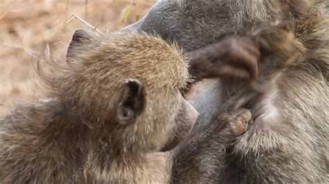 Chacma Baboons Grooming Stock Video Clip K0042836 Science Photo Library