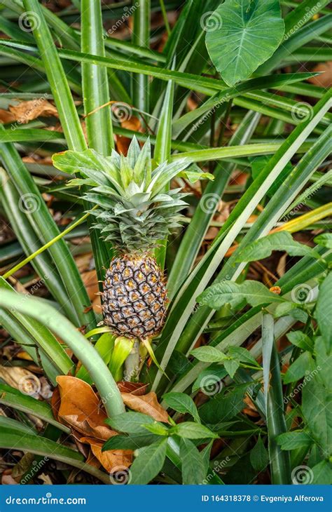 Bush Of Pineapple Tropical Fruits Growing In Garden Stock Photo
