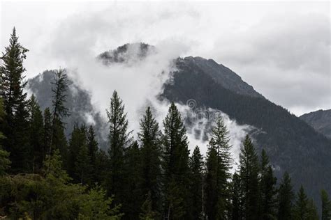 Mist Rising In Mountains After Storm Stock Photo Image Of Conifer