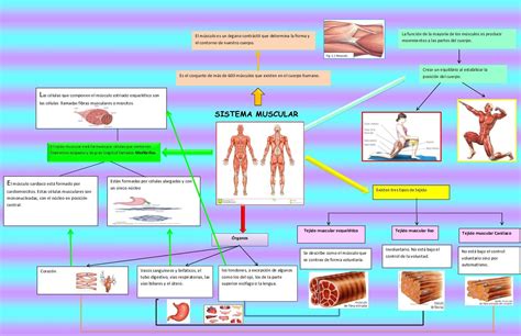 Mapa Mental Sistema Muscular Learnbraz