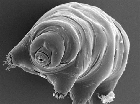 Plus, cellulose—the main organic although further investigation is needed to understand future applications of this new technology, we believe it has the potential to develop into. Indestructible water bear: secret of survival is a glass ...