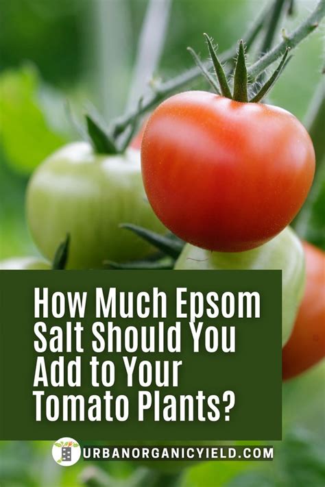 Epsom Salt And Tomato Plants Tomato Plant Care Potted Tomato Plants Growing Tomato Plants