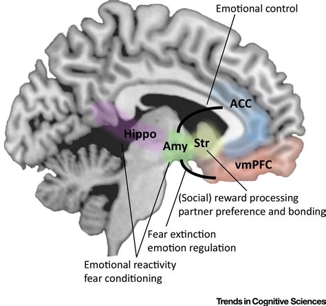 How Oral Contraceptives Impact Social Emotional Behavior And Brain