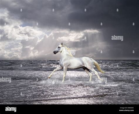 A White Horse Cantering Through The Sea In A Grey Landscape Stock Photo