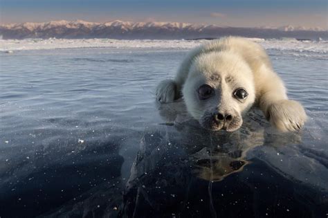 Lake Baikal Cute Seals Seal Pup Animals