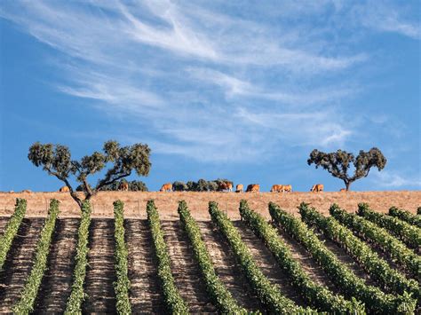 On The Alentejo Road A Guide To Wine Tourism In Portugal