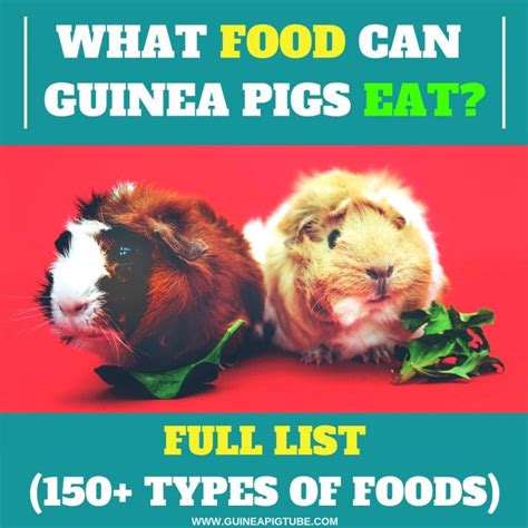 What Food Can Guinea Pigs Eat Full List 150 Types Of Foods
