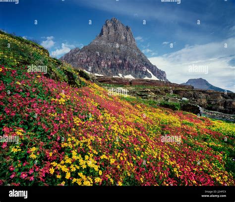 Usa Montana Glacier National Park Wildflowers And A Mountain Peak