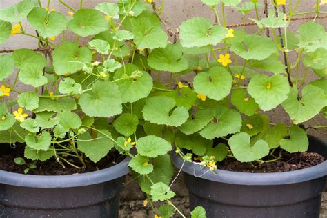 Growing Cucumbers In Pots Cultivation Care Plantura