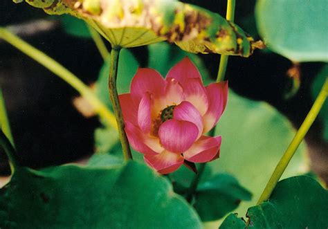 Green Lotus Flower Meaning