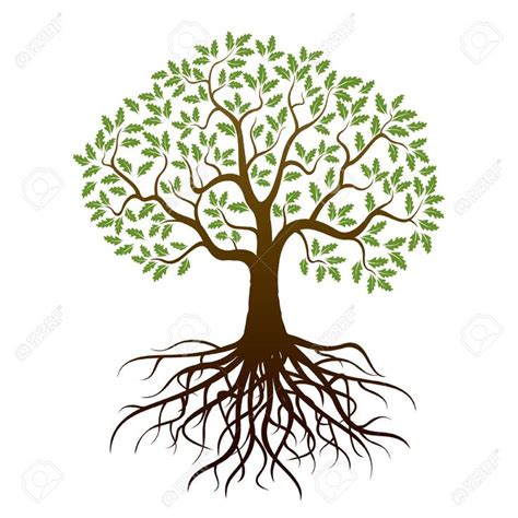 Image Result For Oak Tree With Roots Oak Tree Drawings Oak Tree