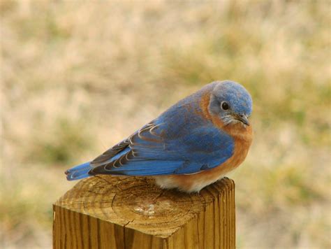 15 Facts About Bluebirds