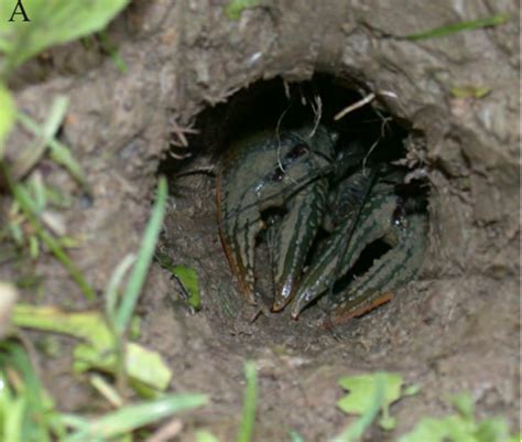 People Are Seeing Crawdads In Their Yards In Ohio And They Are