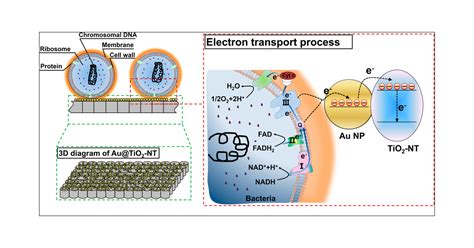 Anaerobic Bacteria Diagram