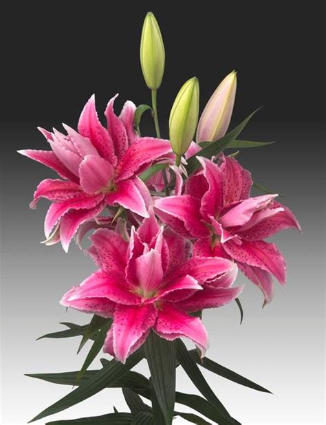 Lilium Oriental Lily Double Flowering Rose Lily Thalita From Growing Colors