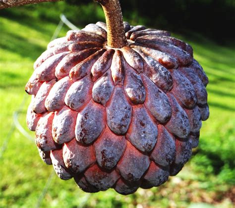 They help to improve digestion and heart health. Sugar Apple Red Grafted Kampong Mauve Variety