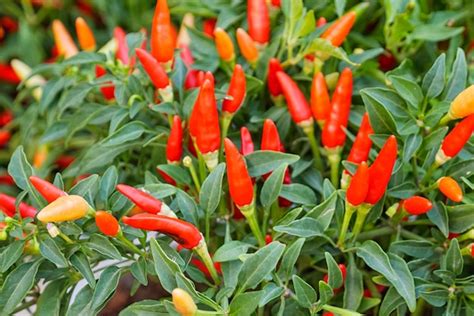 Red Chili Or Chilli Peppers Plant In Garden Photo Premium Download