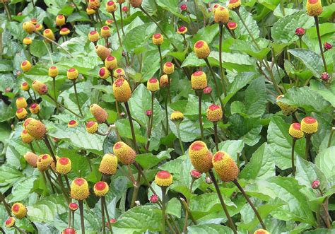 Spilanthes Acmella Oleracea Organically Grown Flower Seeds Floral