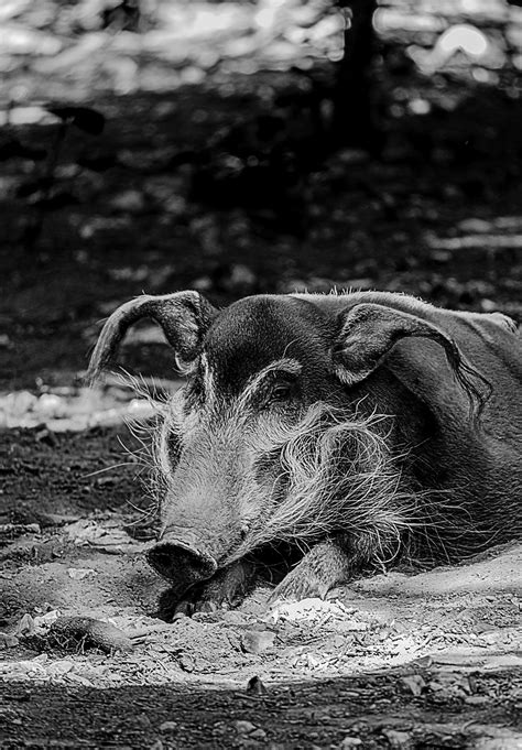 Free Images Nature Forest Black And White Wildlife Zoo Reptile