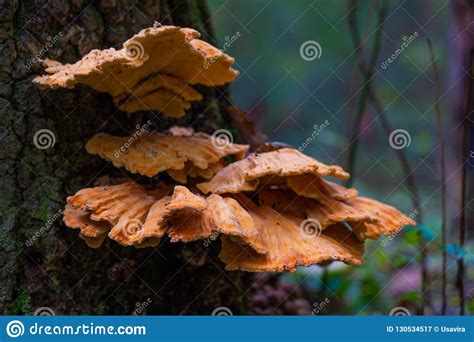 Bright Orange Fungi On Tree Stock Image Image Of Bright Woodland