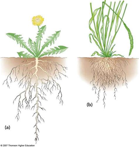 Examples Of Plants With Tap Roots