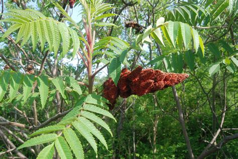 The Poison Sumac Tree Photograph By Ee Photography