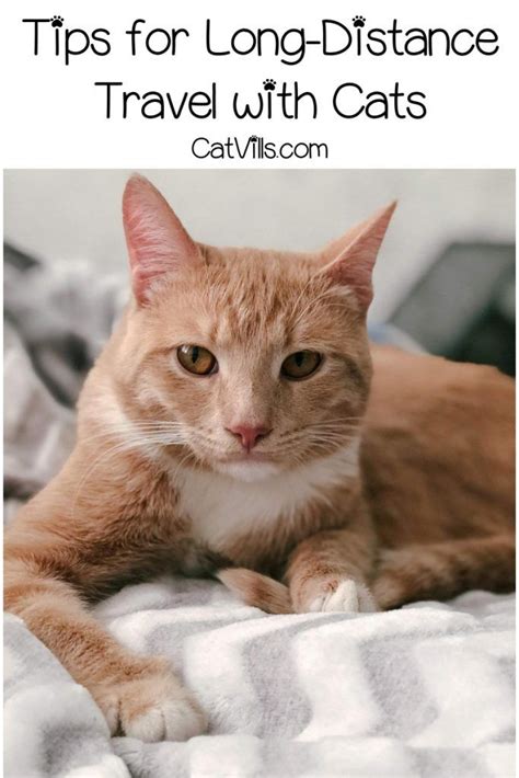 But traveling long distances in a car isn't so easy for all animals. Top 5 Best Cat Carriers for Long Distance Travel | Cat ...