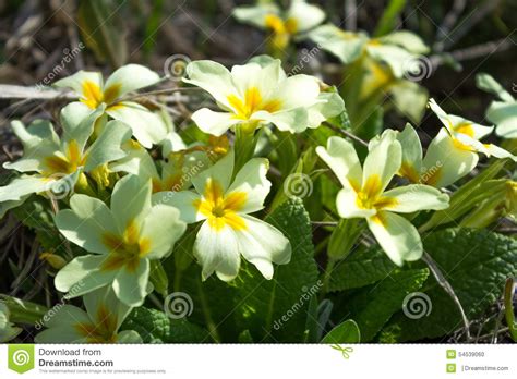 Si tratta di una pianta che può. Fiori Bianchi Della Primavera Con Il Mezzo Giallo Di Fotografia Stock - Immagine di verde, flora ...