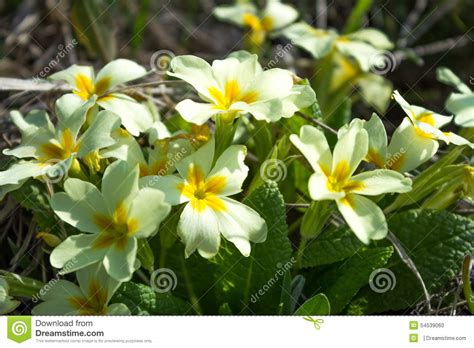 Acquista il tuo mazzi con floraqueen oggi! Fiori Bianchi Della Primavera Con Il Mezzo Giallo Di Fotografia Stock - Immagine di verde, flora ...
