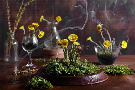 Spring Flowers With Moss And Water Drops Stock Photo