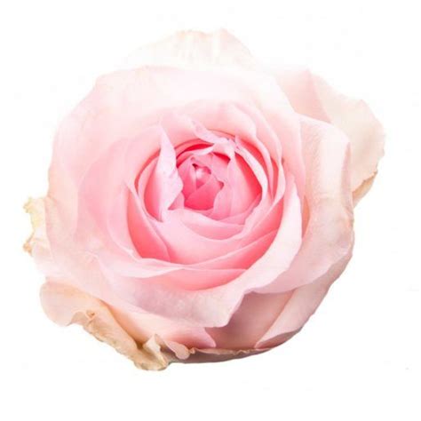 Free Delivery Premium Nena Pink Roses Flowers Near Me Magnaflor