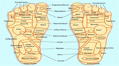 Acupressure Points Chart Acupressure Points For Self Treatment