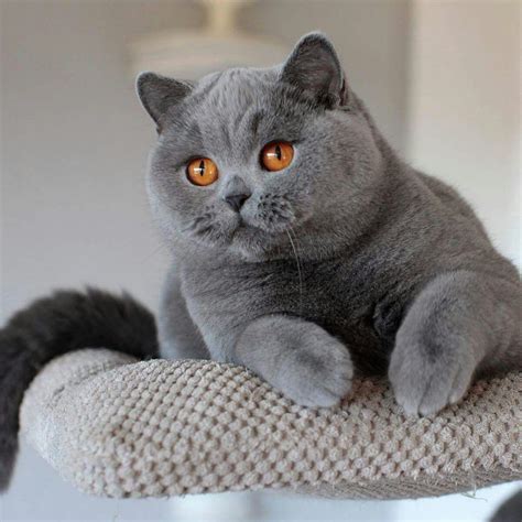 Ghim Của Avrtatiana Trên British ️cats ️ Mèo đẹp Mèo Dễ Thương Mèo