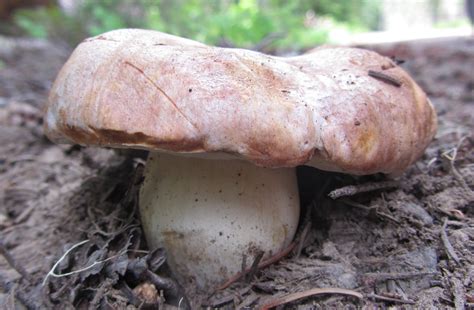 King Bolete Mushrooms Pacific Northwest Wild Mushrooms