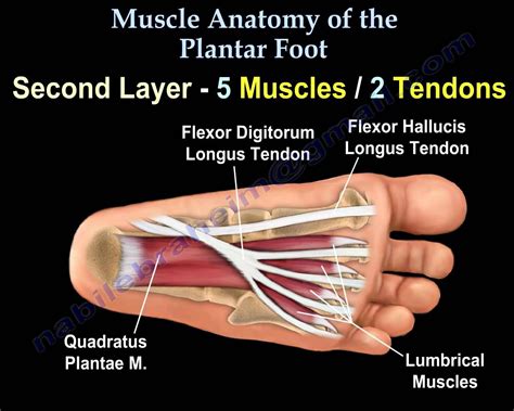 General anatomy and the musculoskeletal system: Muscle Anatomy Of The Plantar Foot - Everything You Need To Know - Dr. Nabil Ebraheim | Muscle ...