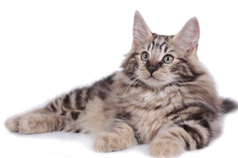 16 Rare Cat Breeds There Are Some Freaky Discoveries