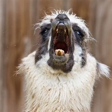 Angry Llama Stock Photos Pictures And Royalty Free Images Istock